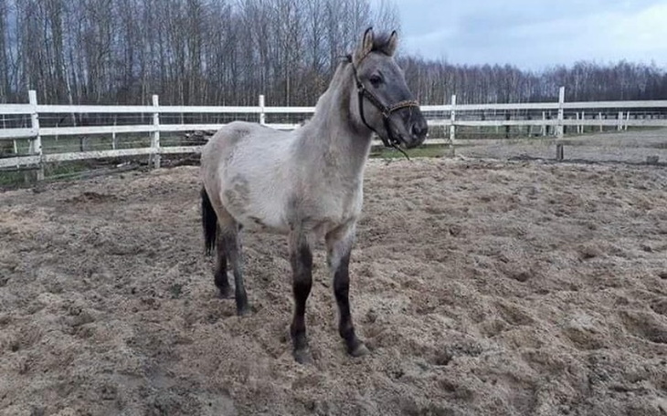 Zbiórka Składka na jedzenie - zdjęcie główne