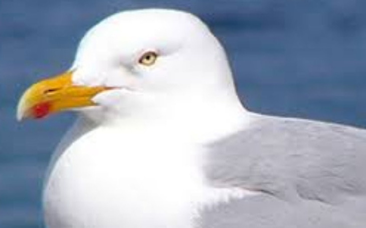 Zbiórka Potrącona Mewa :( - zdjęcie główne