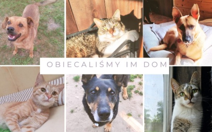 Kolaż zwierząt, które szukają nowych domów.