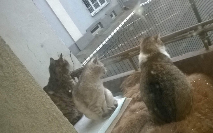 Zbiórka Dla Pani Justyny i jej kotków - zdjęcie główne