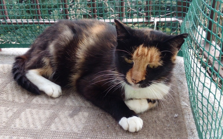 Zbiórka Leczenie kota 77 - zdjęcie główne