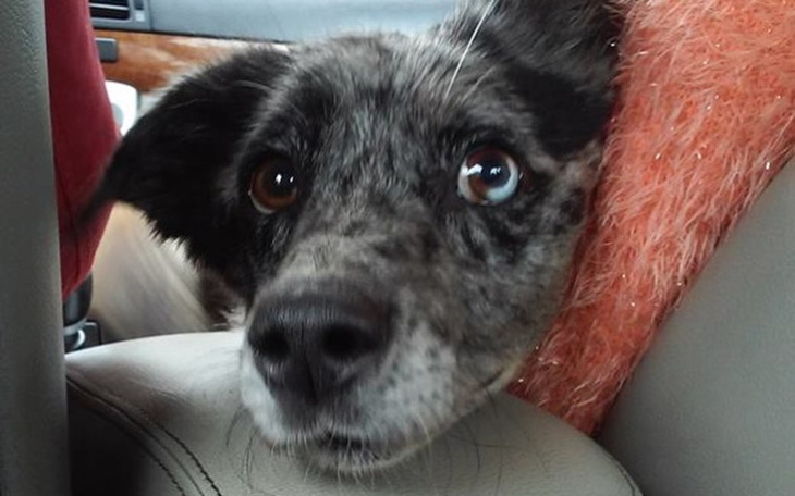 Pies z różnokolorowym futrem w samochodzie.