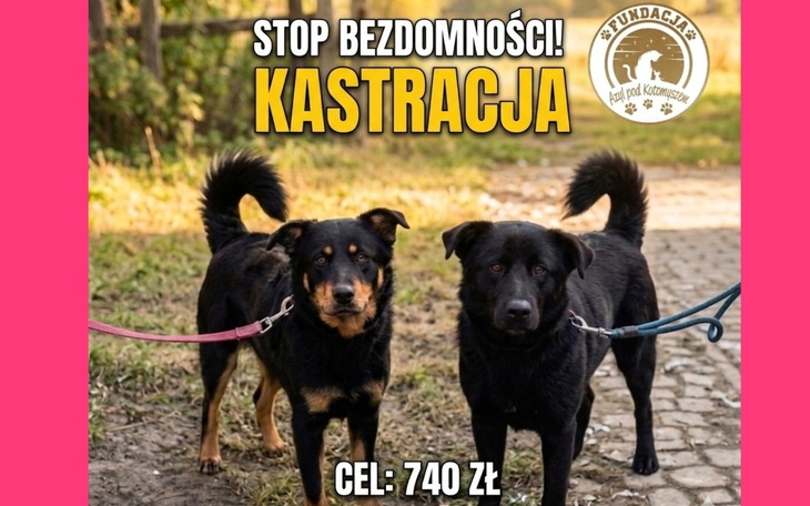 Dwa psy na spacerze, apel o kastrację i pomoc dla zwierząt.