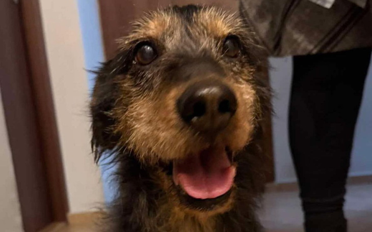 Uśmiechnięty pies w domu.