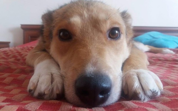 Zbiórka Każdy grosz ratuje życie!! Pomóż - zdjęcie główne