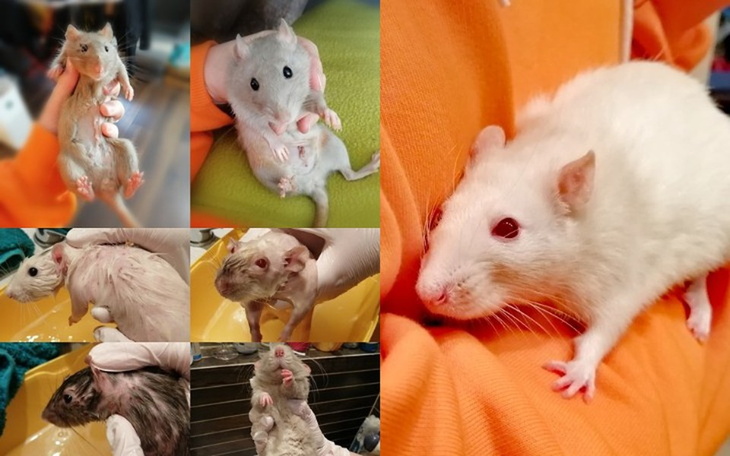 Zbiórka Wrocławskie Tymczasy - zdjęcie główne