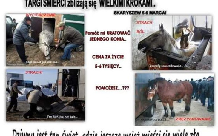 Zbiórka Ocalmy jednego konia - zdjęcie główne
