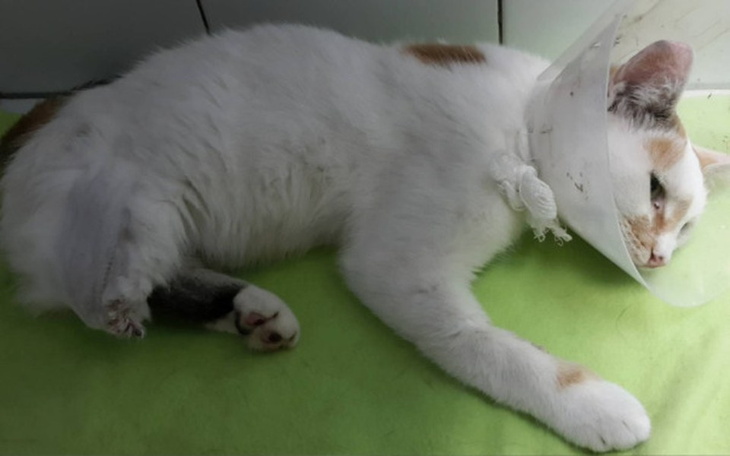 Zbiórka Jasmin odeszła [*] - zdjęcie główne