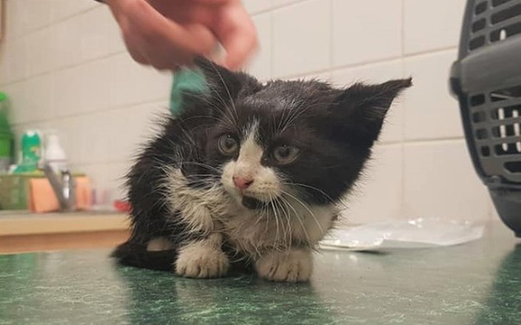 Zbiórka Zorza - zdjęcie główne