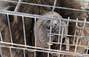 Zbiórka Chow chow w klatce śmierci - miniaturka zdjęcia