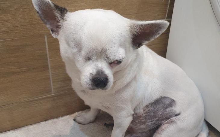 Chihuahua odpoczywająca w domu, z zamkniętymi oczami.