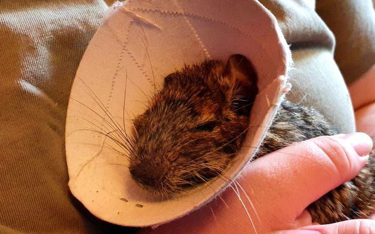 Zbiórka Franek - Mały Wielki Wojownik - zdjęcie główne