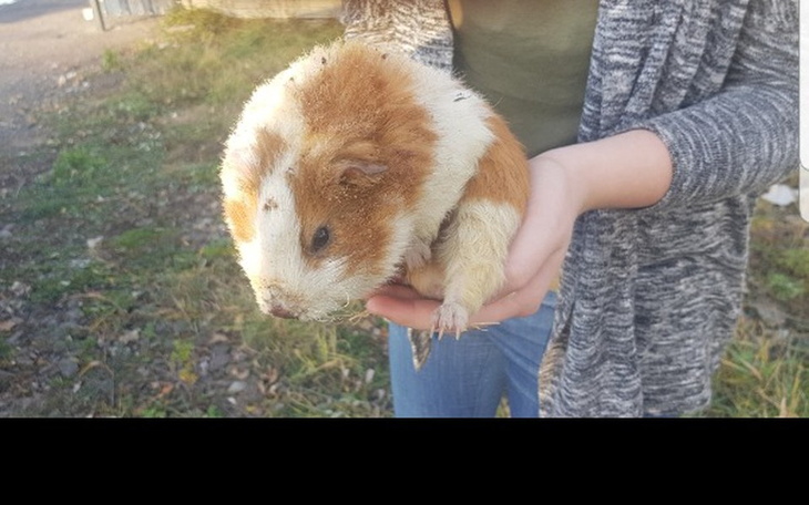 Zbiórka Wkład +Remont+Zwierzaki - zdjęcie główne