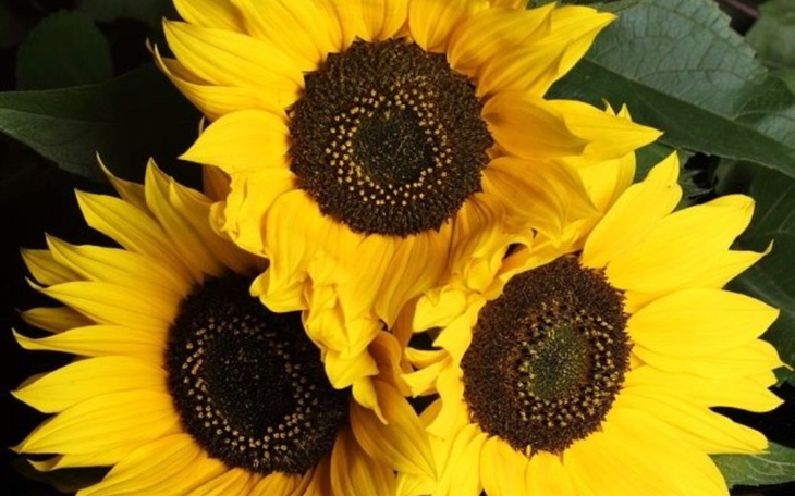 Trzy słoneczniki w pełnym rozkwicie, z wyraźnymi środkami.