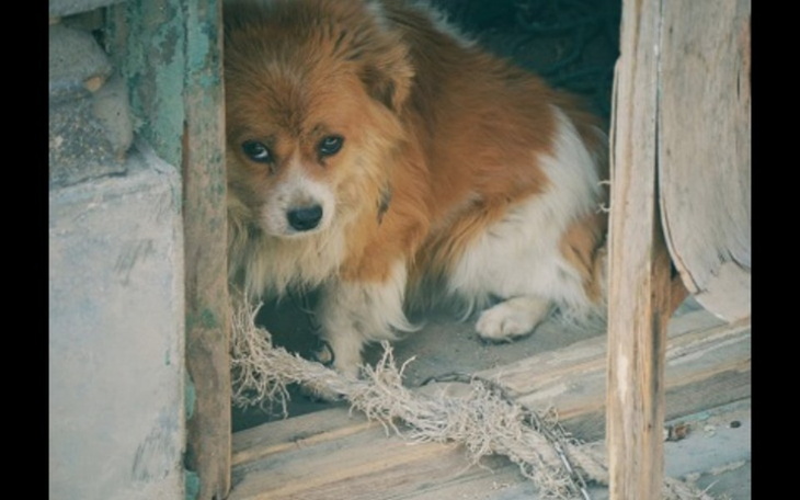 Zbiórka Więzienie dla katów zwierzątek - zdjęcie główne
