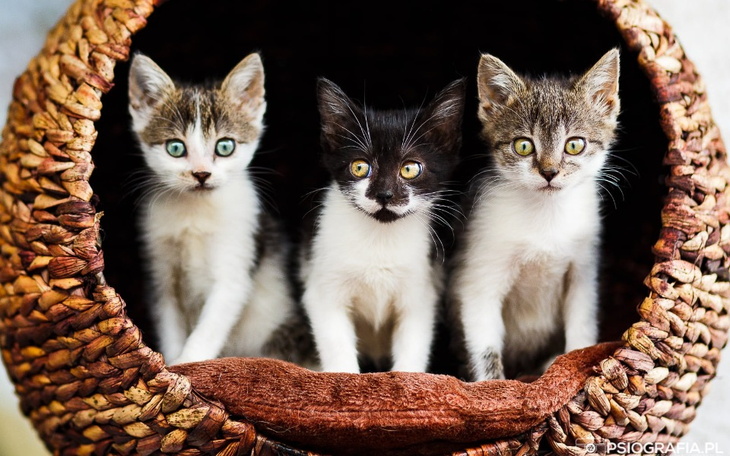 Trzy koty w koszyku, patrzące w obiektyw.