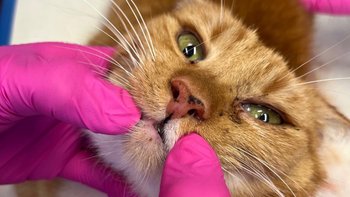 Zbiórka Pomoc dla Rudika - miniaturka zdjęcia