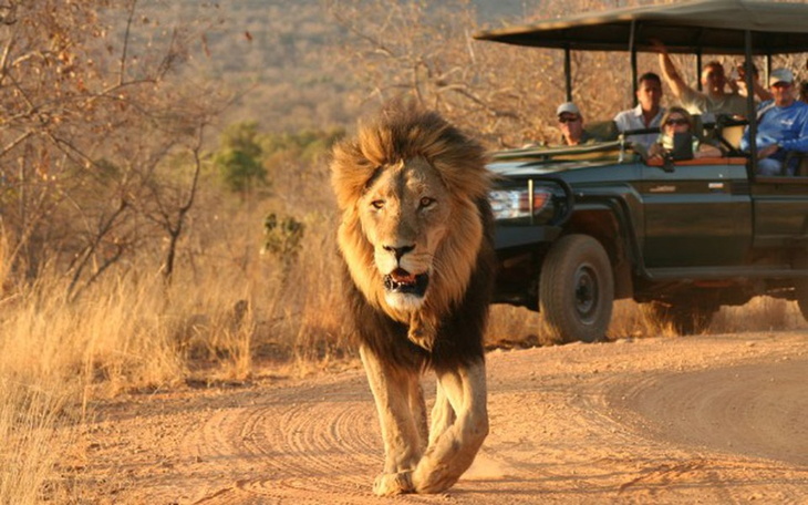 Zbiórka Safari w Afryce - zdjęcie główne