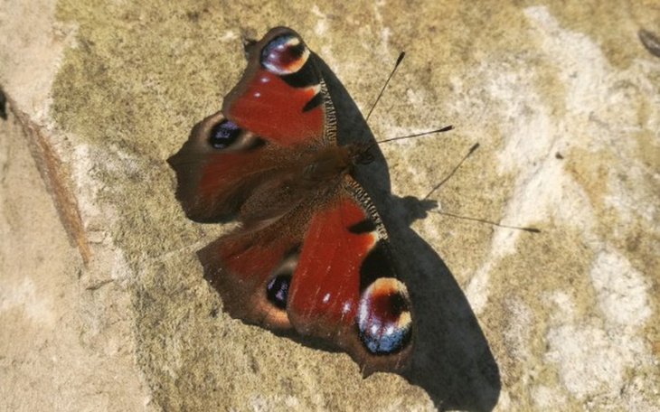 Zbiórka Zbiórka dla mojej przyjaciółki - zdjęcie główne