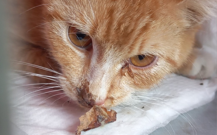 Rudy kot z bliska, z wyraźnymi oczami.