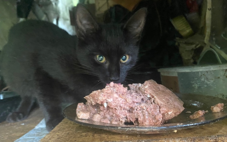 Czarny kot jedzący karmę z talerza.