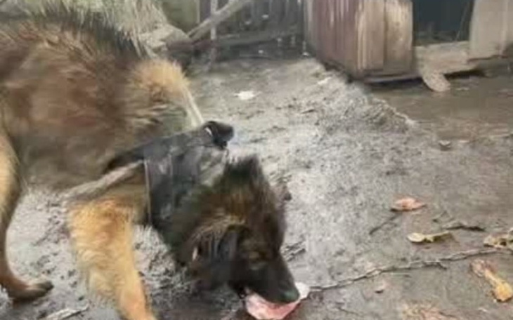 Zbiórka PSI DOMEK prosimy o pomoc - zdjęcie główne