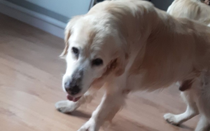 Zbiórka Amigo leczenie - zdjęcie główne