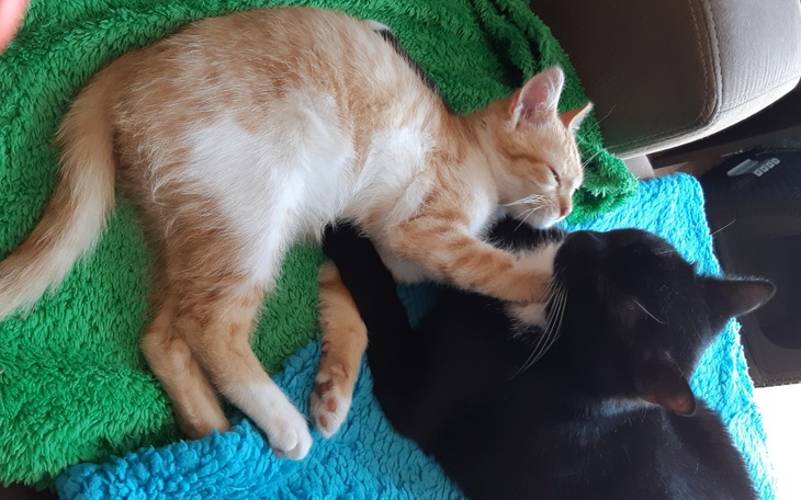 Zbiórka Pomoc Leczenie dla Mandusi - zdjęcie główne