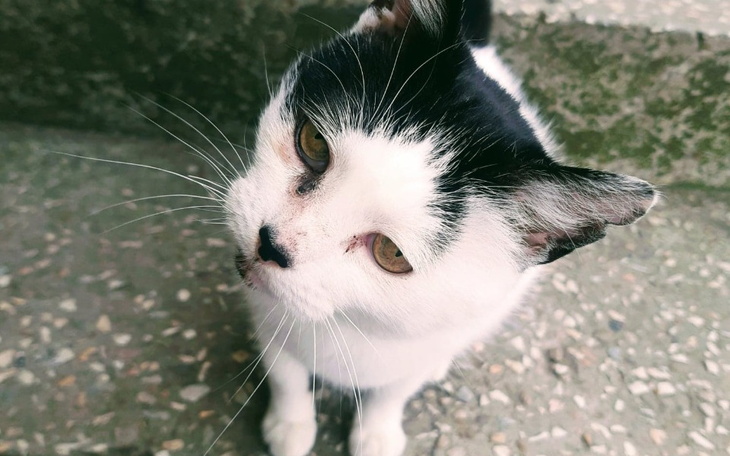 Zbiórka Z pomocą dla Picusia - zdjęcie główne