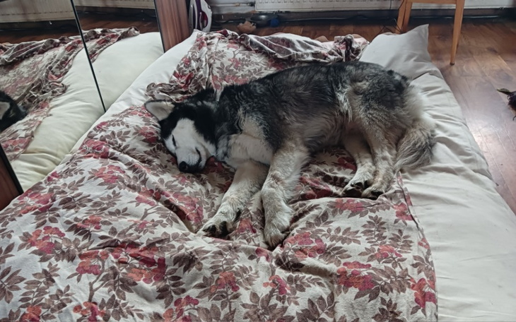 Zbiórka Ratowanie psów - zdjęcie główne