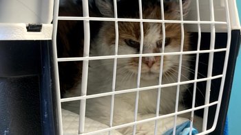 Zbiórka Ratujemy Bajkę przed nowotworem! - miniaturka zdjęcia