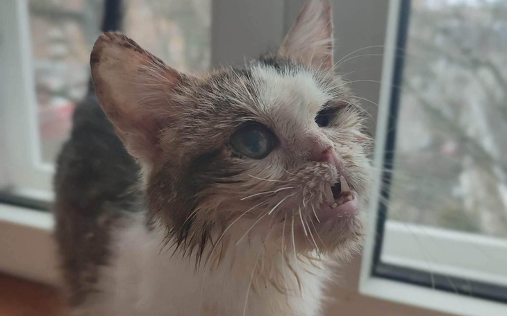 Zbiórka Stefan zbiera na pisanki - zdjęcie główne