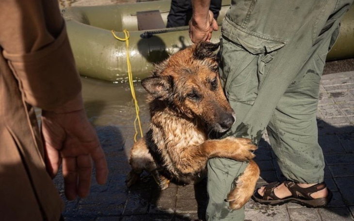 Zbiórka dla chorych zwierząt z Chersoniu - zdjęcie główne