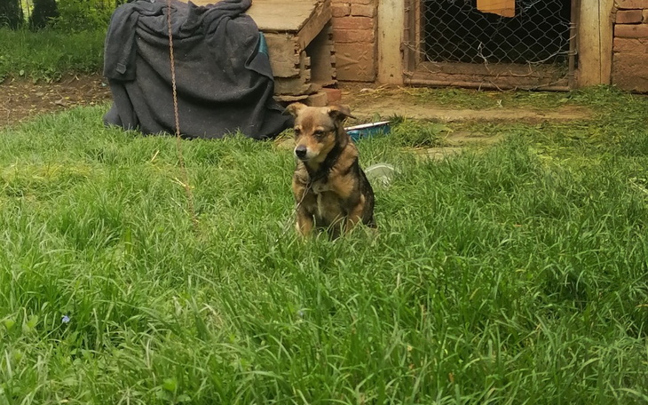 Zbiórka Ratujmy psa-własciciel zmarł - zdjęcie główne