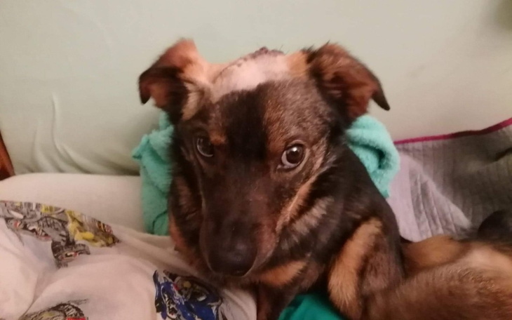 Zbiórka Na leczenie Derwiszka - zdjęcie główne