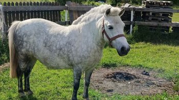 Zbiórka Na transport kucyka - miniaturka zdjęcia