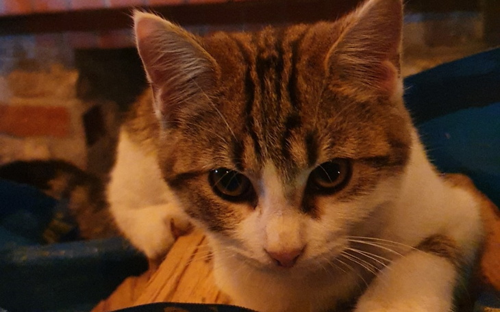 Zbiórka Kot Ryszard walczy z FIP - zdjęcie główne