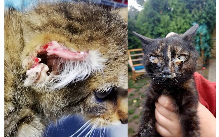 Zbiórka na pomoc kociakom - zdjęcie główne