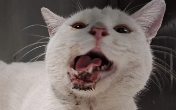 Kot z otwartą paszczą, wyrazisty i zabawny.