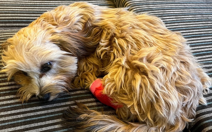 Zbiórka Rubi potrzebuje transfuzji krwi - zdjęcie główne