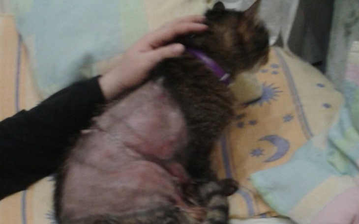 Zbiórka Radioterapiia Kota Filipa - zdjęcie główne