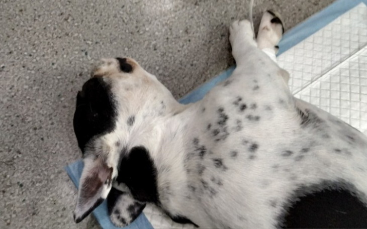 Zbiórka Pomóż nam uratować Alaskę - zdjęcie główne