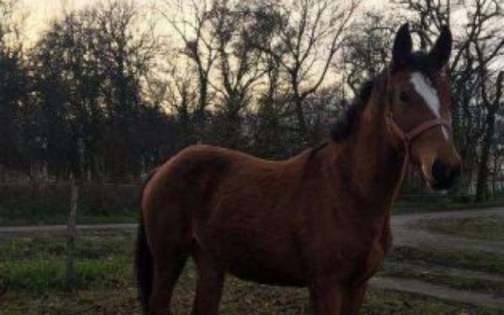 Zbiórka Ratunek dla Tysona - zdjęcie główne