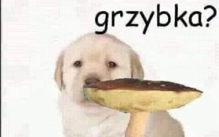 Zbiórka na płytę szpaku - zdjęcie główne