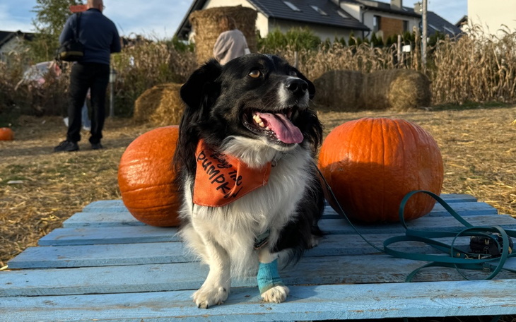 Zbiórka Zbiórka świąteczna Psie Pole - zdjęcie główne