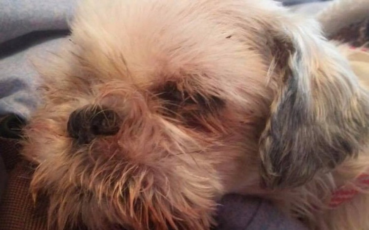 Zbiórka Uratujmy wyniszczoną Spere - zdjęcie główne