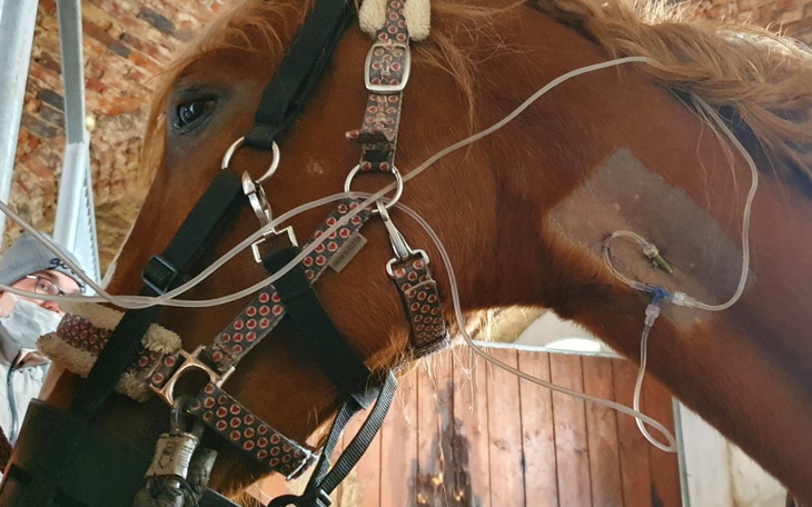 Zbiórka Blondi i jej dziecko w potrzebie - zdjęcie główne