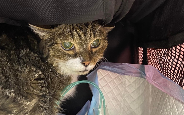 Zbiórka Kubuś - staruszek z działek - zdjęcie główne