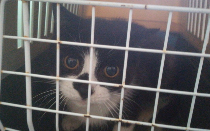 Zbiórka Pomoc dla Niusi i Kropki - zdjęcie główne