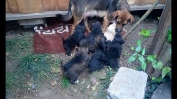 Zbiórka szczeniaczkowy zawrót głowy - miniaturka zdjęcia